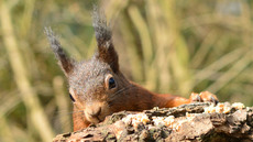 Eichhörnchen (35).jpg